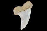 Fossil Shark (Carcharodon planus) Tooth - Sharktooth Hill, CA #94660-1